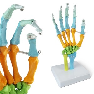 Model anatomiczny ludzkiej dłoni A108C – kolorowy, naturalnej wielkości szkieletowy model kości ręki z realistycznymi detalami, idealny do nauki anatomii i prezentacji medycznych