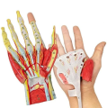 Model anatomiczny ręki Anatomy Hand A335 – medyczny szkielet dłoni w naturalnej wielkości z pasmami mięśniowymi, nerwami i naczyniami krwionośnymi 2.png