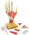 Model anatomiczny ręki Anatomy Hand A335 – medyczny szkielet dłoni w naturalnej wielkości z pasmami mięśniowymi, nerwami i naczyniami krwionośnymi 4.jpg