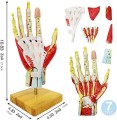 Model anatomiczny ręki Anatomy Hand A335 – medyczny szkielet dłoni w naturalnej wielkości z pasmami mięśniowymi, nerwami i naczyniami krwionośnymi 3.jpg
