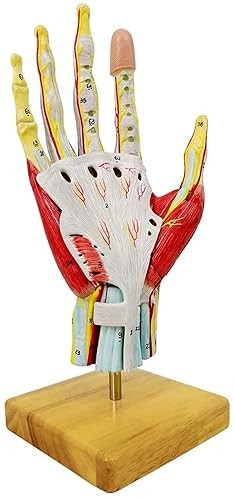 Model anatomiczny ręki Anatomy Hand A335 – medyczny szkielet dłoni w naturalnej wielkości z pasmami mięśniowymi, nerwami i naczyniami krwionośnymi 2.jpg