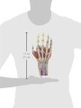 Model anatomiczny ręki i przedramienia M33 7.jpg