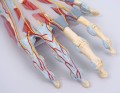 Model anatomiczny ręki i przedramienia M33 6.jpg