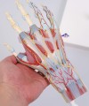 Model anatomiczny ręki i przedramienia M33 5.jpg