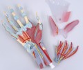 Model anatomiczny ręki i przedramienia M33 4.jpg