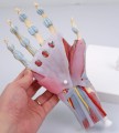 Model anatomiczny ręki i przedramienia M33 2.jpg