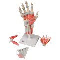 Model anatomiczny ręki i przedramienia M33 1.jpg