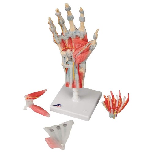 Model anatomiczny ręki i przedramienia M33 1.jpg