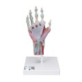 Model anatomiczny ręki i przedramienia M33.jpg