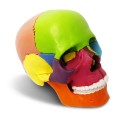Mini model czaszki 15-częściowy – dydaktyczny anatomiczny model ludzkiej czaszki w rozmiarze dłoni, idealny do nauki anatomii, edukacji dzieci i zajęć medycznych, typ „puzzle czaszki” 3.jpg