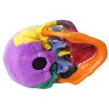 Mini model czaszki 15-częściowy – dydaktyczny anatomiczny model ludzkiej czaszki w rozmiarze dłoni, idealny do nauki anatomii, edukacji dzieci i zajęć medycznych, typ „puzzle czaszki” 2.jpg