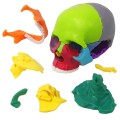 Mini model czaszki 15-częściowy – dydaktyczny anatomiczny model ludzkiej czaszki w rozmiarze dłoni, idealny do nauki anatomii, edukacji dzieci i zajęć medycznych, typ „puzzle czaszki” 1.jpg