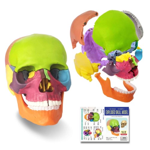 Mini model czaszki 15-częściowy – dydaktyczny anatomiczny model ludzkiej czaszki w rozmiarze dłoni, idealny do nauki anatomii, edukacji dzieci i zajęć medycznych, typ „puzzle czaszki”.jpg