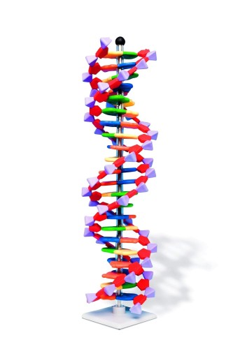 Model DNA kolorowy.jpg