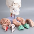 Model anatomiczny ludzkiej czaszki z mózgiem i kręgami szyjnymi – naturalnej wielkości, na cokole, idealny do nauki anatomii, edukacji medycznej i prezentacji w klasie 4.jpg