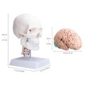 Model anatomiczny ludzkiej czaszki z mózgiem i kręgami szyjnymi – naturalnej wielkości, na cokole, idealny do nauki anatomii, edukacji medycznej i prezentacji w klasie 2.jpg