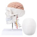 Model anatomiczny ludzkiej czaszki z mózgiem i kręgami szyjnymi – naturalnej wielkości, na cokole, idealny do nauki anatomii, edukacji medycznej i prezentacji w klasie.jpg