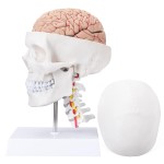 Model anatomiczny ludzkiej czaszki z mózgiem i kręgami szyjnymi – naturalnej wielkości, na cokole, idealny do nauki anatomii, edukacji medycznej i prezentacji w klasie