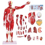 Anatomiczny model człowieka 27 części