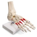 Model anatomiczny szkieletu stopy ludzkiej – naturalnej wielkości, prawa stopa z kostką i piszczelą, ruchomy, malowany, z zaznaczonymi przyczepami mięśni 5.jpg