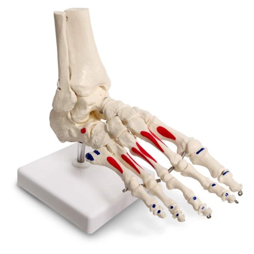 Model anatomiczny szkieletu stopy ludzkiej – naturalnej wielkości, prawa stopa z kostką i piszczelą, ruchomy, malowany, z zaznaczonymi przyczepami mięśni 5.jpg