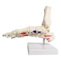 Model anatomiczny szkieletu stopy ludzkiej – naturalnej wielkości, prawa stopa z kostką i piszczelą, ruchomy, malowany, z zaznaczonymi przyczepami mięśni 4.jpg