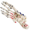 Model anatomiczny szkieletu stopy ludzkiej – naturalnej wielkości, prawa stopa z kostką i piszczelą, ruchomy, malowany, z zaznaczonymi przyczepami mięśni 3.jpg