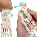 Model anatomiczny szkieletu stopy ludzkiej – naturalnej wielkości, prawa stopa z kostką i piszczelą, ruchomy, malowany, z zaznaczonymi przyczepami mięśni 2.jpg
