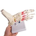 Model anatomiczny szkieletu stopy ludzkiej – naturalnej wielkości, prawa stopa z kostką i piszczelą, ruchomy, malowany, z zaznaczonymi przyczepami mięśni.jpg