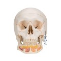 Model anatomiczny ludzkiej czaszki 3-częściowy – klasyczna czaszka z połączeniami magnetycznymi, otwarta żuchwa z korzeniami zębów, nerwami i naczyniami, z dostępem do Smart Anatomy 7.jpg