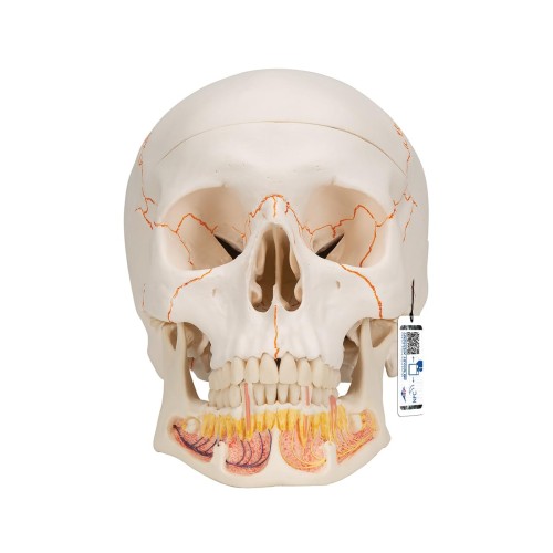 Model anatomiczny ludzkiej czaszki 3-częściowy – klasyczna czaszka z połączeniami magnetycznymi, otwarta żuchwa z korzeniami zębów, nerwami i naczyniami, z dostępem do Smart Anatomy 7.jpg