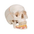 Model anatomiczny ludzkiej czaszki 3-częściowy – klasyczna czaszka z połączeniami magnetycznymi, otwarta żuchwa z korzeniami zębów, nerwami i naczyniami, z dostępem do Smart Anatomy 6.jpg