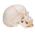 Model anatomiczny ludzkiej czaszki 3-częściowy – klasyczna czaszka z połączeniami magnetycznymi, otwarta żuchwa z korzeniami zębów, nerwami i naczyniami, z dostępem do Smart Anatomy 5.jpg