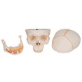 Model anatomiczny ludzkiej czaszki 3-częściowy – klasyczna czaszka z połączeniami magnetycznymi, otwarta żuchwa z korzeniami zębów, nerwami i naczyniami, z dostępem do Smart Anatomy 4.jpg
