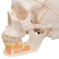 Model anatomiczny ludzkiej czaszki 3-częściowy – klasyczna czaszka z połączeniami magnetycznymi, otwarta żuchwa z korzeniami zębów, nerwami i naczyniami, z dostępem do Smart Anatomy 3.jpg