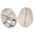 Model anatomiczny ludzkiej czaszki 3-częściowy – klasyczna czaszka z połączeniami magnetycznymi, otwarta żuchwa z korzeniami zębów, nerwami i naczyniami, z dostępem do Smart Anatomy 1.jpg