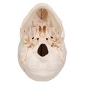 Model anatomiczny ludzkiej czaszki 3-częściowy – klasyczna czaszka z połączeniami magnetycznymi, otwarta żuchwa z korzeniami zębów, nerwami i naczyniami, z dostępem do Smart Anatomy.jpg