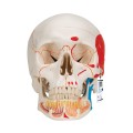 Model-anatomiczny-czaszki-ludzkiej-A221-klasyczna-3-czesciowa-czaszka-z-otwarta-zuchwa-polaczenia-magnetyczne-malowana-z-dostepem-do-aplikacji-3B-Smart-Anatomy 7.jpg