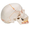 Model-anatomiczny-czaszki-ludzkiej-A221-klasyczna-3-czesciowa-czaszka-z-otwarta-zuchwa-polaczenia-magnetyczne-malowana-z-dostepem-do-aplikacji-3B-Smart-Anatomy 6.jpg