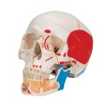 Model-anatomiczny-czaszki-ludzkiej-A221-klasyczna-3-czesciowa-czaszka-z-otwarta-zuchwa-polaczenia-magnetyczne-malowana-z-dostepem-do-aplikacji-3B-Smart-Anatomy 5.jpg