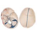Model-anatomiczny-czaszki-ludzkiej-A221-klasyczna-3-czesciowa-czaszka-z-otwarta-zuchwa-polaczenia-magnetyczne-malowana-z-dostepem-do-aplikacji-3B-Smart-Anatomy 2.jpg