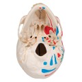 Model-anatomiczny-czaszki-ludzkiej-A221-klasyczna-3-czesciowa-czaszka-z-otwarta-zuchwa-polaczenia-magnetyczne-malowana-z-dostepem-do-aplikacji-3B-Smart-Anatomy 1.jpg