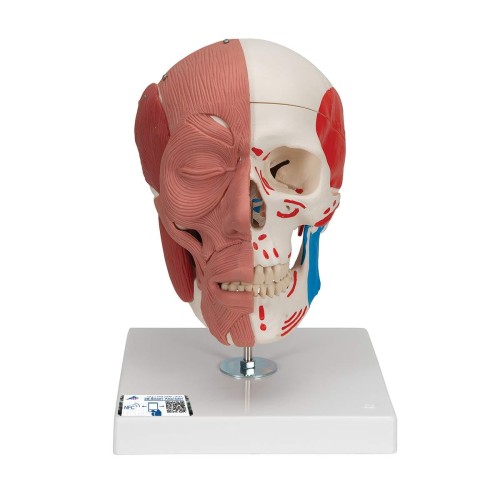 Model anatomiczny czaszki z mięśniami twarzy i żucia – połączenia magnetyczne, dwukolorowe oznaczenie mięśni, z dostępem do 3B Smart Anatomy, idealny do nauki anatomii człowieka 5.jpg