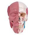 Model anatomiczny czaszki z mięśniami twarzy i żucia – połączenia magnetyczne, dwukolorowe oznaczenie mięśni, z dostępem do 3B Smart Anatomy, idealny do nauki anatomii człowieka 4.jpg