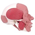 Model anatomiczny czaszki z mięśniami twarzy i żucia – połączenia magnetyczne, dwukolorowe oznaczenie mięśni, z dostępem do 3B Smart Anatomy, idealny do nauki anatomii człowieka 3.jpg