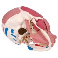Model anatomiczny czaszki z mięśniami twarzy i żucia – połączenia magnetyczne, dwukolorowe oznaczenie mięśni, z dostępem do 3B Smart Anatomy, idealny do nauki anatomii człowieka 2.jpg