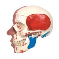 Model anatomiczny czaszki z mięśniami twarzy i żucia – połączenia magnetyczne, dwukolorowe oznaczenie mięśni, z dostępem do 3B Smart Anatomy, idealny do nauki anatomii człowieka 1.jpg