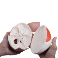 Model anatomiczny czaszki z mięśniami twarzy i żucia – połączenia magnetyczne, dwukolorowe oznaczenie mięśni, z dostępem do 3B Smart Anatomy, idealny do nauki anatomii człowieka.jpg