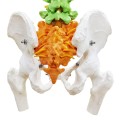Kręgosłup człowieka z miednicą model anatomiczny szkieletowy 1.jpg