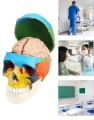 Model-anatomiczny-czaszki-kolorowej-i-mozgu-1-1-3-czesciowa-czaszka-i-8-czesciowy-mozg-z-numeracja-naturalnej-wielkosci-do-nauki-anatomii-i-fizjologii 2.jpg